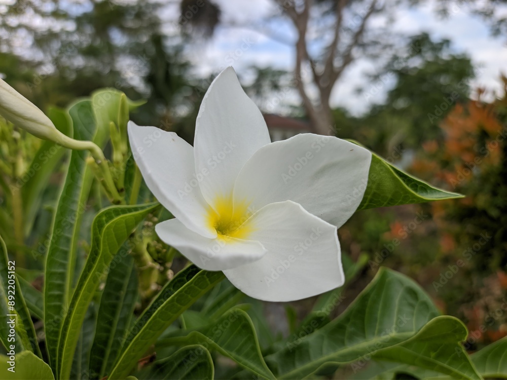 plumeria pudica flower with blurred background plumeria pudica flower with blurred background