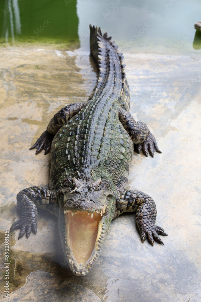 Obraz premium The crocodile stay on the river near canal