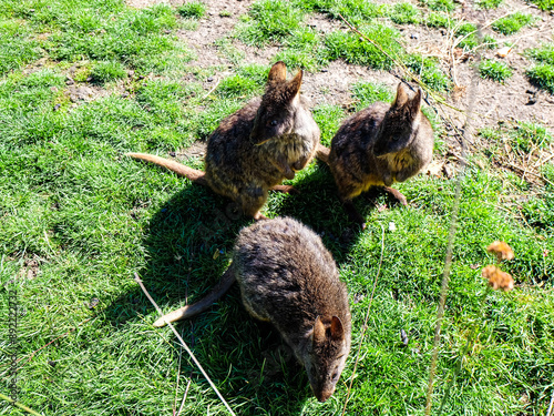 Tasmanian pademelon on the road to Freycinet national park, Tasmania  photo