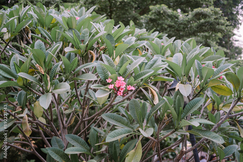 Plumeria rubra is a deciduous plant species belonging to the genus Plumeria Plumeria rubra is a deciduous plant species belonging to the genus Plumeria