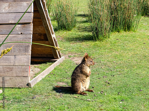 Tasmanian pademelon on the road to Freycinet national park, Tasmania  photo