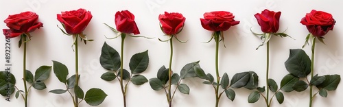 C anos de universit Heath is an isolated red rose with a long stem and green leaves on a white background photo