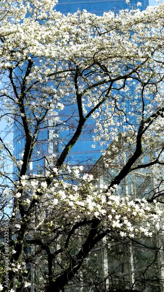 white flower Trees during a spring season city street with cars white flower Trees during a spring season city street with cars