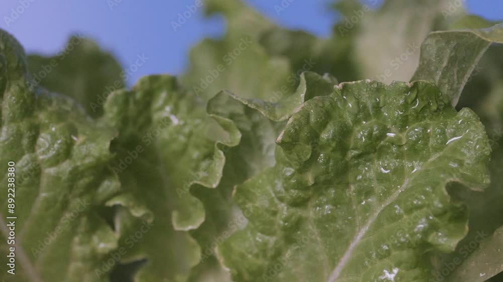 green salad plant watered with water drops, slow motion, growing green salad green salad plant watered with water drops, slow motion, growing green salad