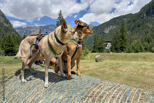 cani sulla balla di fieno in montagna, dogs on hay bale in the mountains photo