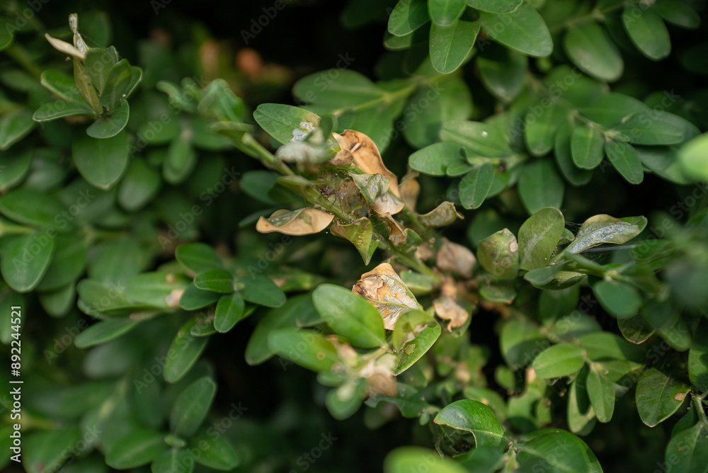 Boxwood plants infected with Cydalima perspectalis