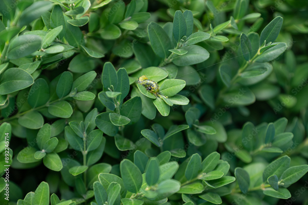 Boxwood plants infected with Cydalima perspectalis