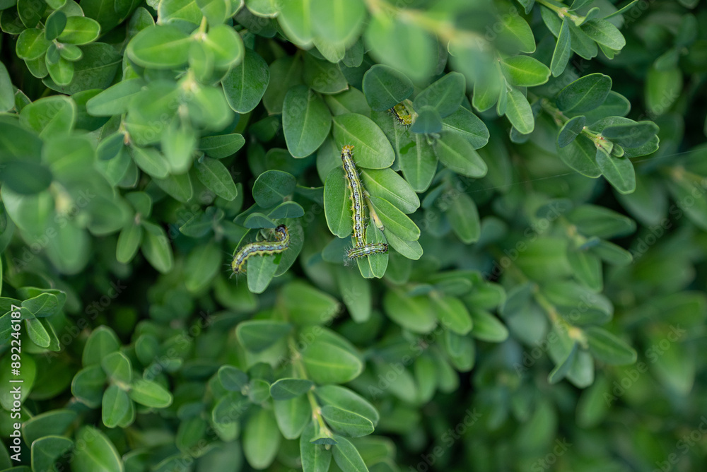 Boxwood plants infected with Cydalima perspectalis