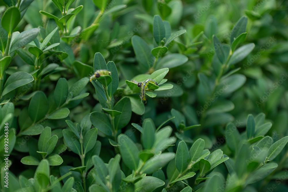 Boxwood plants infected with Cydalima perspectalis Boxwood plants infected with Cydalima perspectalis