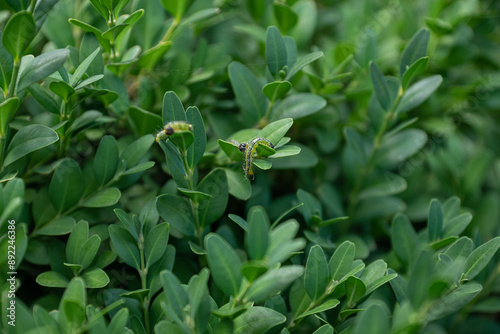 Boxwood plants infected with Cydalima perspectalis