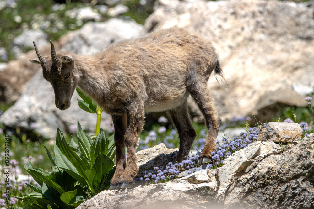 jeune chamois dans le parc national de la Vanoise, Savoie, France jeune chamois dans le parc national de la Vanoise, Savoie, France