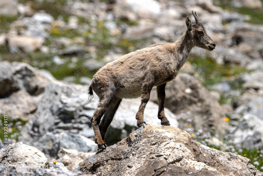 jeune chamois dans le parc national de la Vanoise, Savoie, France jeune chamois dans le parc national de la Vanoise, Savoie, France