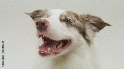 Spotted Blue-Eyed Border Collie
 photo