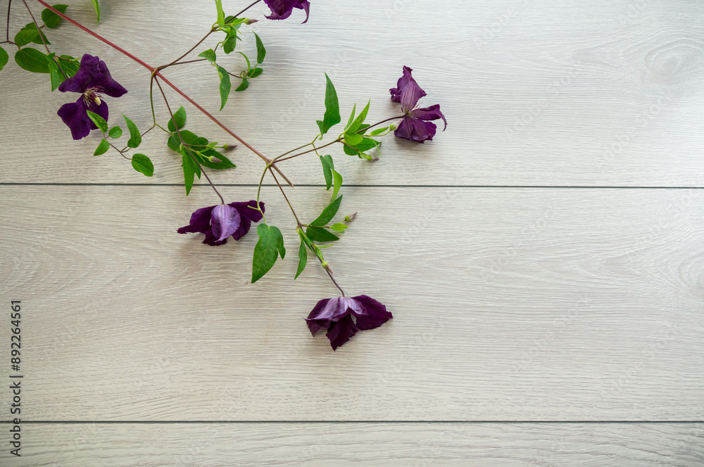 branch of blooming purple clematis, on a light wooden table branch of blooming purple clematis, on a light wooden table