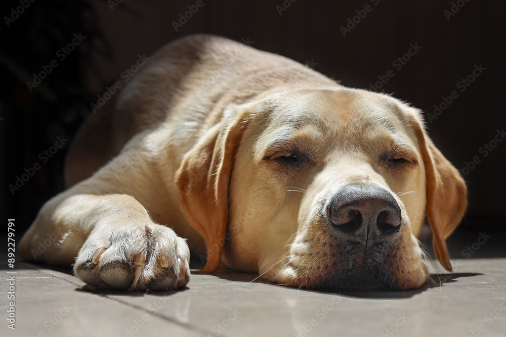 Sleeping in the sunshine streaming through the window. Labrador Retriever. Sleeping in the sunshine streaming through the window. Labrador Retriever.