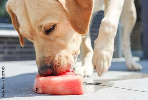 Photography Blonde Labrador Retriever enjoying a piece of frozen melon.