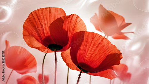 Stunning minimalist photograph of vibrant poppy flowers with a soft light background, perfect for remembrance themes and nature-inspired designs. 