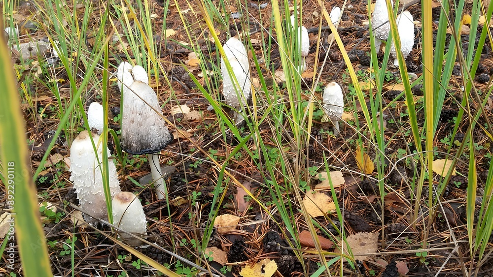 A photo of white mushrooms growing in the grass, some on top and more at bottom. The ground is covered with leaves. Taken from far away A photo of white mushrooms growing in the grass, some on top and more at bottom. The ground is covered with leaves. Taken from far away
