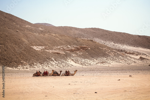 caravan of camels in rocky desert of Egypt Dahab South Sinai photo