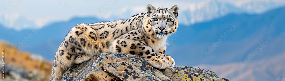 Snow leopard perched on rocky outcrop in a high-altitude environment, elusive predator, mountain wildlife, endangered species Snow leopard perched on rocky outcrop in a high-altitude environment, elusive predator, mountain wildlife, endangered species