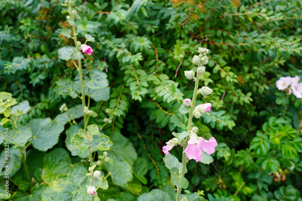 Close up of light pink lowers with buds and green leaves on the back. Outdoors floral background after rain. July 2024