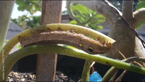 A caterpillar eating stem plant 