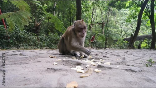 Wild monkeys eating snacks at the amusement park