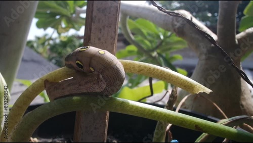 Beautiful brown caterpillaar eating stem plant