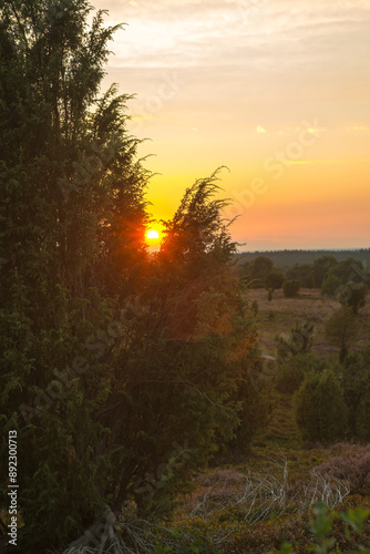 Sonnenuntergang, Heidelandschaft, Wacholder (Juniperus communis), blühendes Heidekraut (Calluna vulgaris), Blick vom Wilseder Berg, Heideblüte, Naturpark Lüneburger Heide, Niedersachsen, Deutschland photo