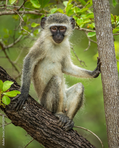 Curious vervet monkey in a tree