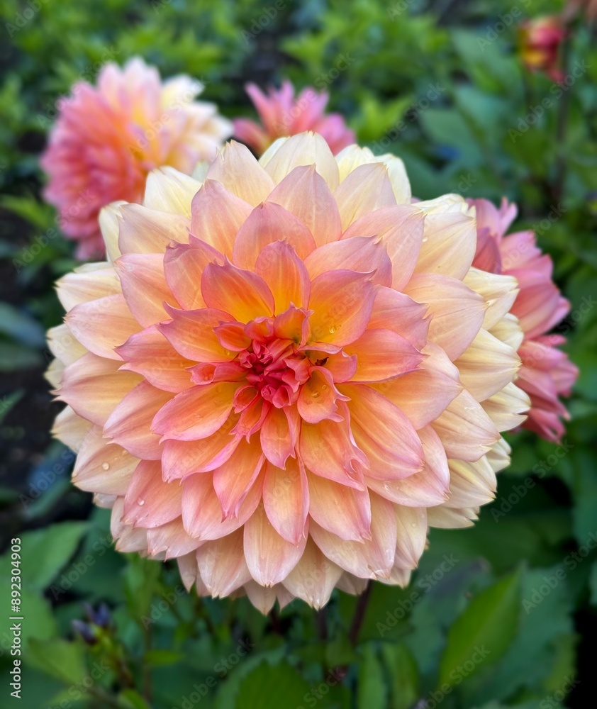 Subtle pink dahlia flower in the garden