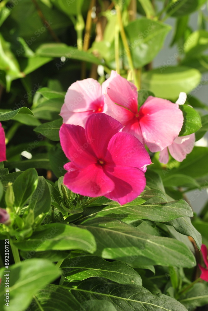 pink flowers in the garden