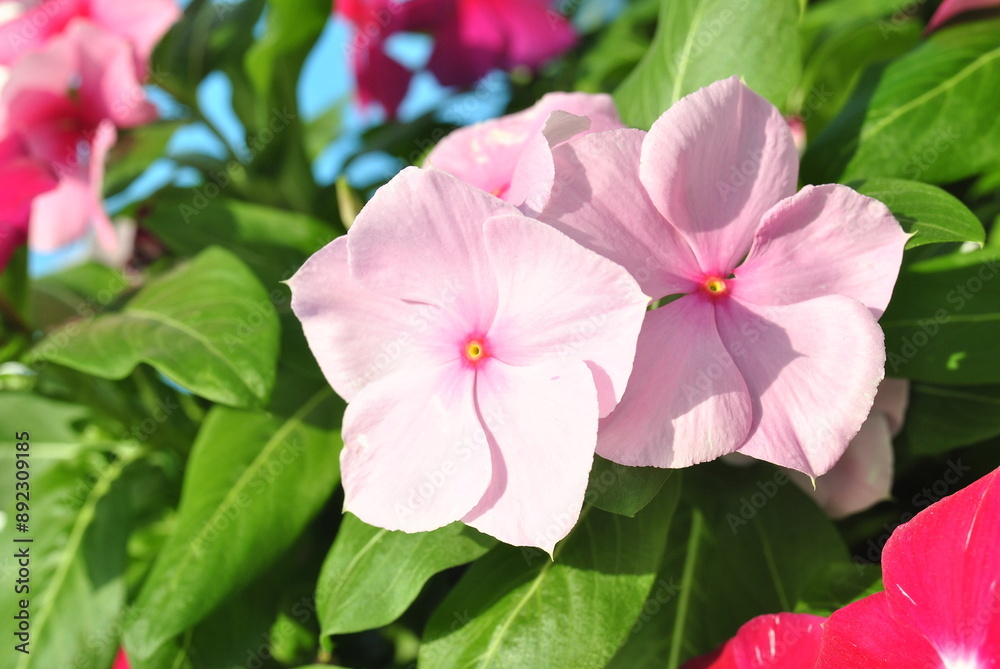 pink and white rose pink and white rose