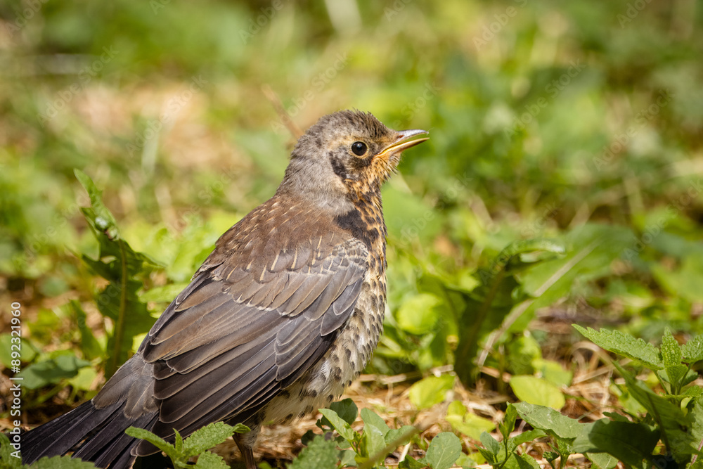 Close-up a Fieldfare chick in the green grass on a sunny summer day. Close-up a Fieldfare chick in the green grass on a sunny summer day.