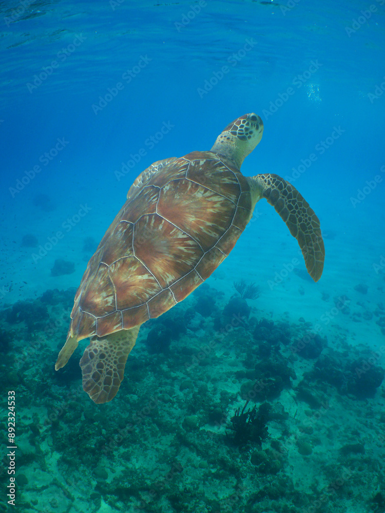a sea turtle in the caribbean sea a sea turtle in the caribbean sea