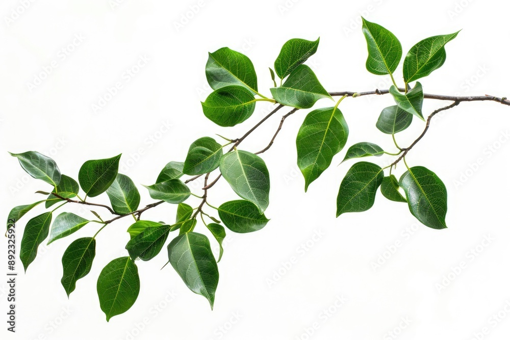 A close-up of a branch with green leaves on a white background, suitable for use in designs where a natural element is needed A close-up of a branch with green leaves on a white background, suitable for use in designs where a natural element is needed