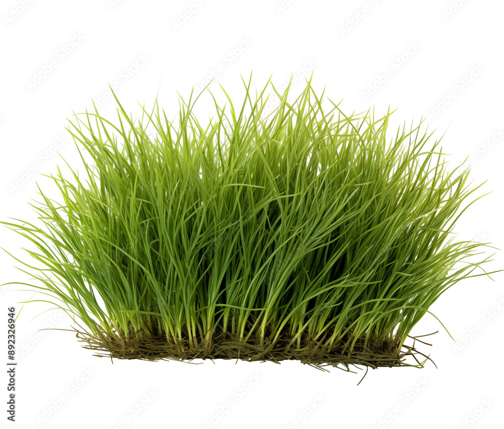 green grass isolated on white