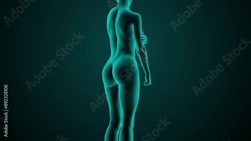 X-ray scan of the elbow joint of a young adult woman with elbow pain caused by trauma or inflammation. Medically accurate 3D animation