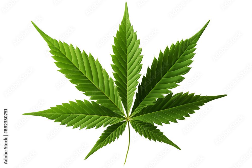 cannabis leaf isolated on white cannabis leaf isolated on white