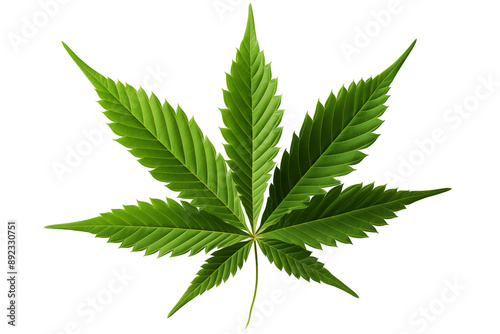 cannabis leaf isolated on white