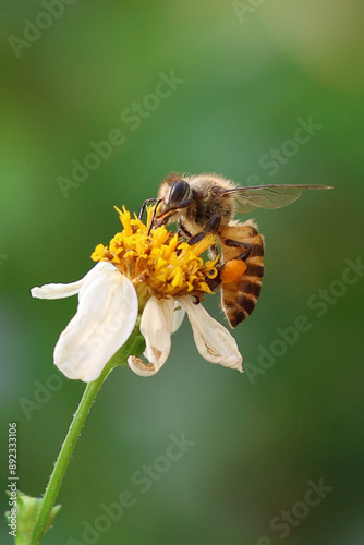 bee collecting pollen. Worker bees are searching for nectar in wild flowers makes the pollen of flowers stick to the body. and helps in pollinating