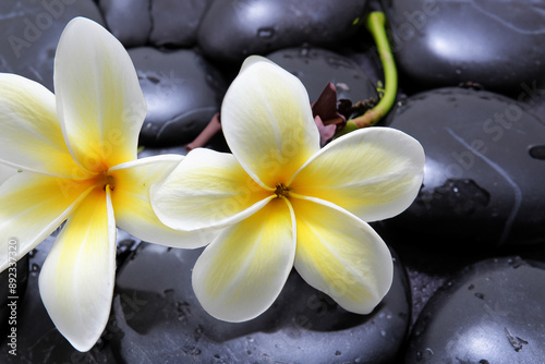 Group of flowers resting on a stone in nature. flower stone garden concept. a white flower with stones. a group of white and flowers resting on a stone in lifestyle nature.