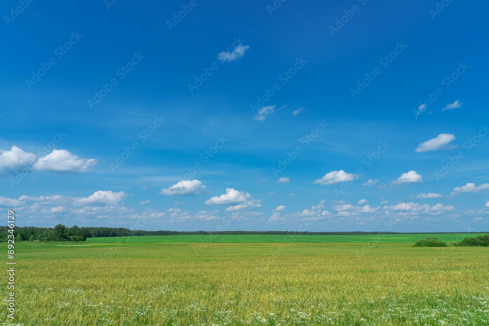 Fototapeta premium summer landscape, field with green grass and horizon, textured sunset sky, sun