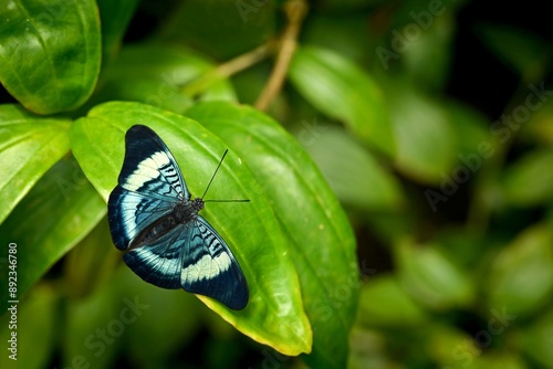 Panacea regina - tropical butterfly sitting on green leaves, beautiful insect in natural environment,
wild animals from Central and South America.