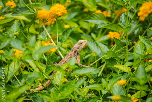 A Beautiful Garden lizard amid colorful green leaves and yellow flower plant. Picture clicked near Chennai, Tamil Nadu, South India, India photo