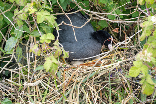Obraz na plátně brooding Eurasian coot (Fulica atra) in nest