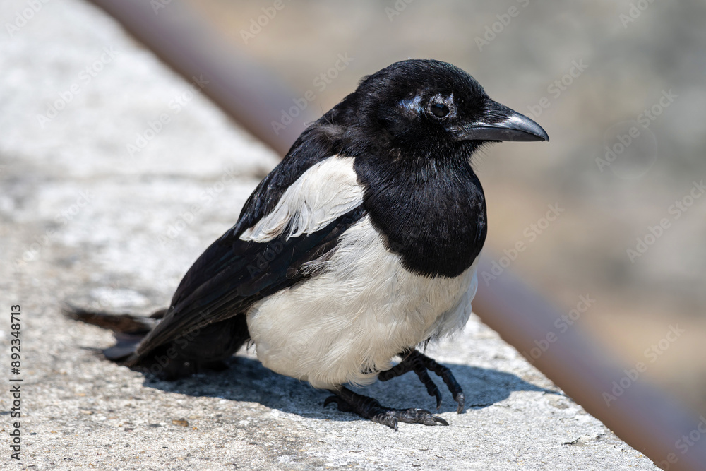 Eurasian magpie (Pica pica) injured in leg on platform Eurasian magpie (Pica pica) injured in leg on platform