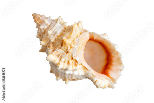 sea shell isolated on white