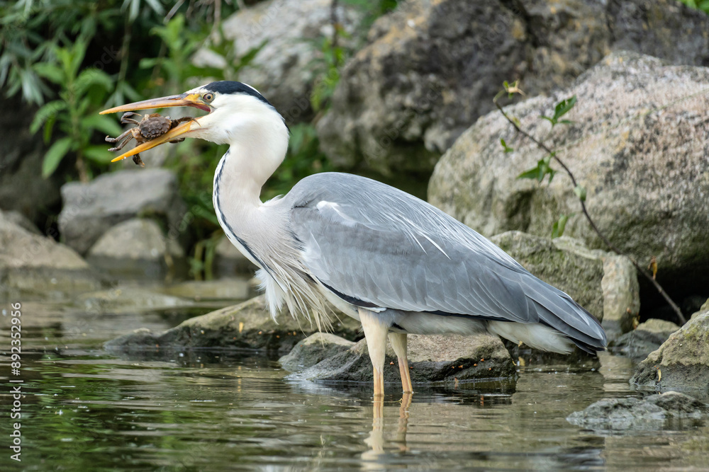 grey heron (Ardea cinerea) with captured crab on the shore of the Ijsselmeer in the Netherlands grey heron (Ardea cinerea) with captured crab on the shore of the Ijsselmeer in the Netherlands