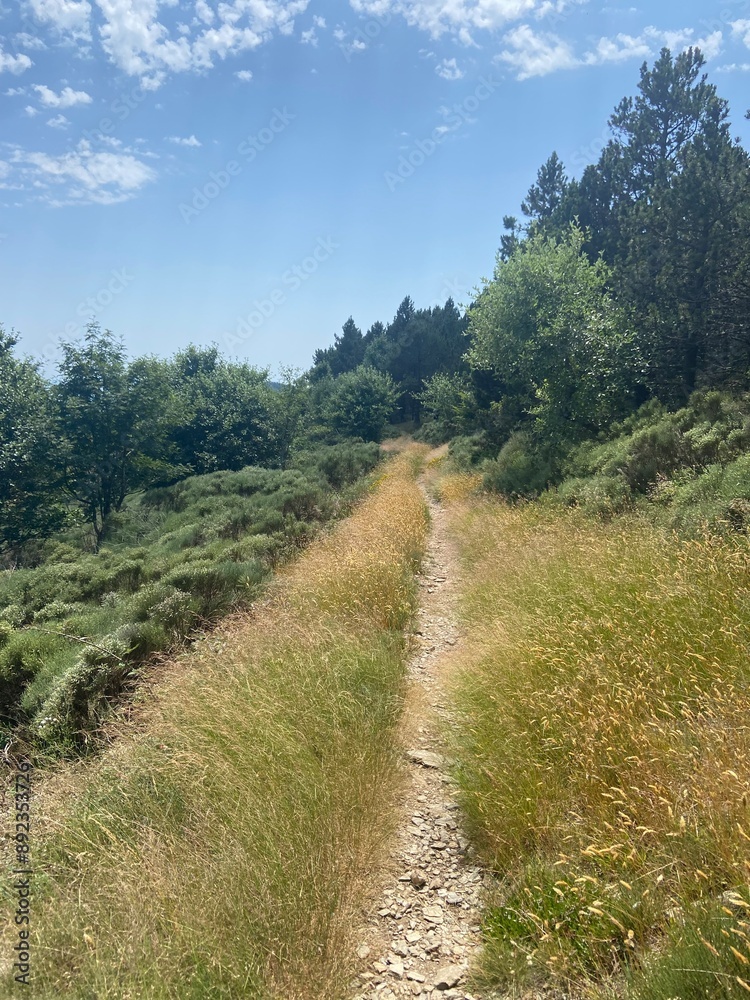 Fototapeta premium Sentier de randonnée dans les Cévennes